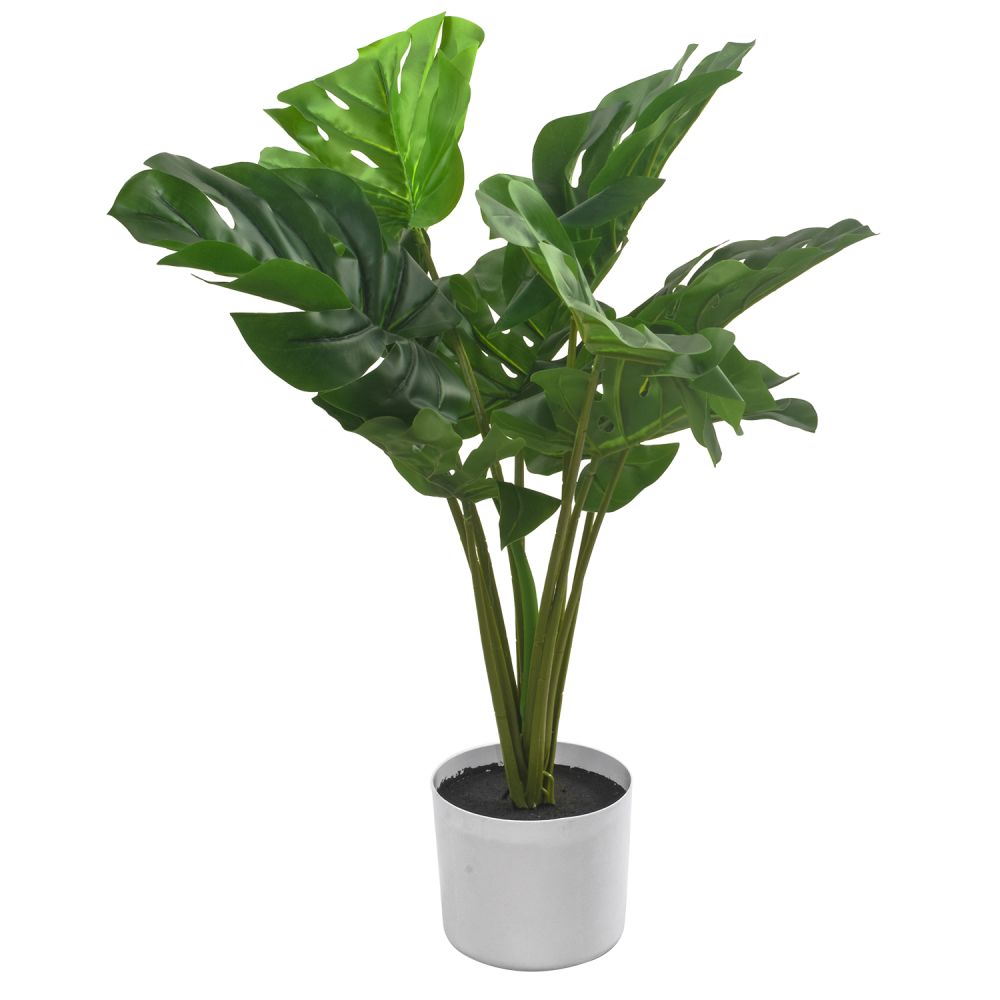 monstera-60-cm-1303