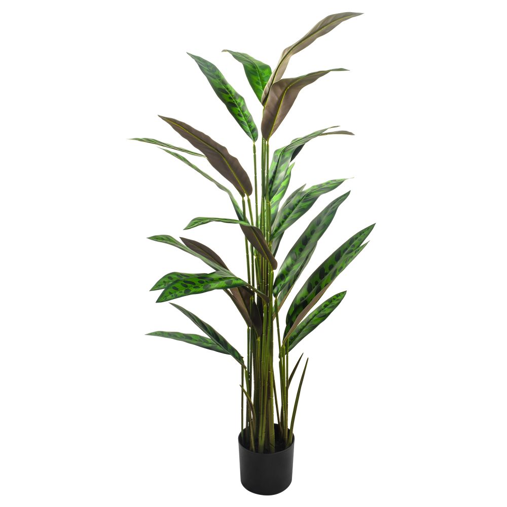 planta-calatea-estampado-1301