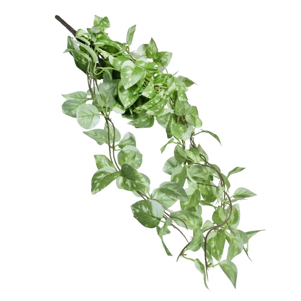 planta-colgante-1299