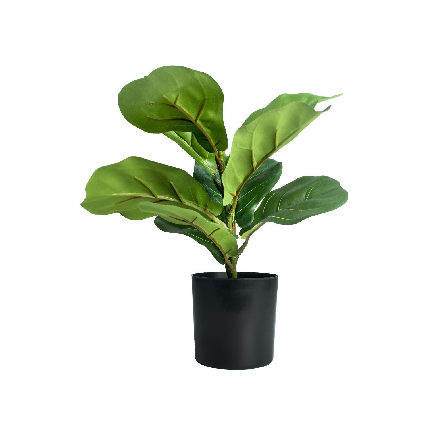 25629-FICUS30CM-2.jpg